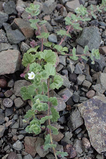 Veronica trichadena \ Dr&uuml;senhaariger Ehrenpreis / Pale Speedwell, Rhodos/Rhodes Moni Artamiti 16.3.2023