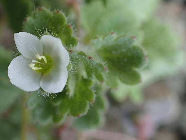 Veronica trichadena \ Dr&uuml;senhaariger Ehrenpreis / Pale Speedwell, Rhodos/Rhodes Moni Artamiti 16.3.2023