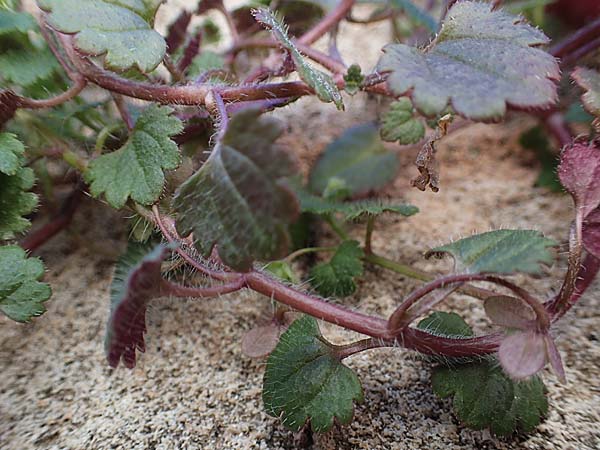 Veronica trichadena \ Dr&uuml;senhaariger Ehrenpreis / Pale Speedwell, Rhodos/Rhodes Lindos 20.3.2023