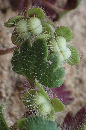 Veronica trichadena \ Dr&uuml;senhaariger Ehrenpreis / Pale Speedwell, Rhodos/Rhodes Lindos 20.3.2023