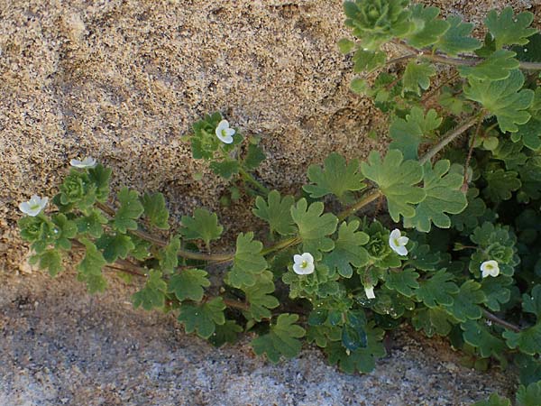 Veronica trichadena \ Dr&uuml;senhaariger Ehrenpreis / Pale Speedwell, Rhodos/Rhodes Lindos 20.3.2023