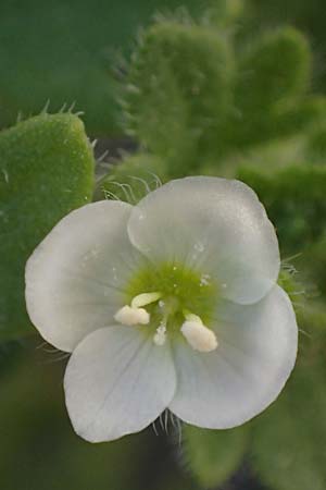 Veronica trichadena \ Dr&uuml;senhaariger Ehrenpreis / Pale Speedwell, Rhodos/Rhodes Lindos 20.3.2023