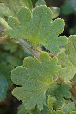 Veronica trichadena \ Dr&uuml;senhaariger Ehrenpreis / Pale Speedwell, Rhodos/Rhodes Lindos 20.3.2023
