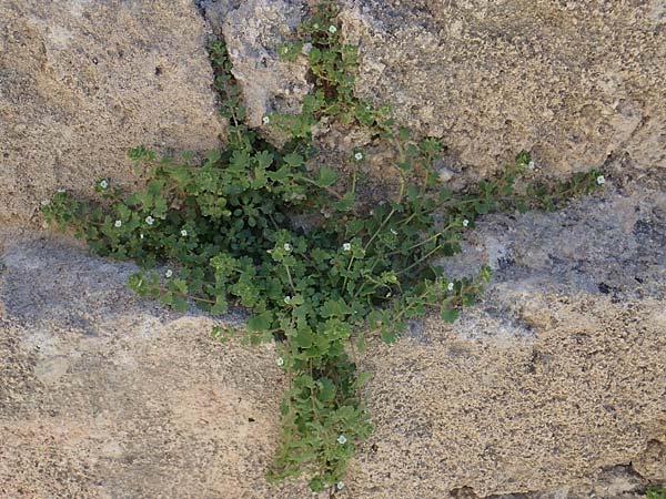 Veronica trichadena \ Dr&uuml;senhaariger Ehrenpreis / Pale Speedwell, Rhodos/Rhodes Lindos 20.3.2023