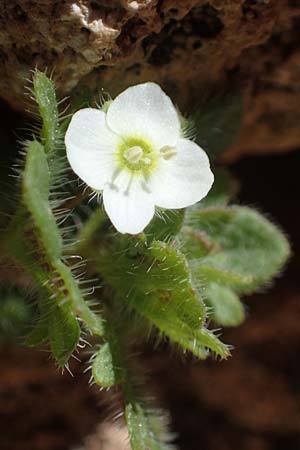 Veronica trichadena \ Dr&uuml;senhaariger Ehrenpreis / Pale Speedwell, Rhodos/Rhodes Lindos 20.3.2023