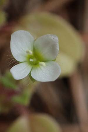 Veronica trichadena \ Dr&uuml;senhaariger Ehrenpreis / Pale Speedwell, Rhodos/Rhodes Akramitis 21.3.2023