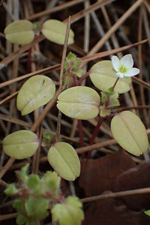 Veronica trichadena \ Dr&uuml;senhaariger Ehrenpreis / Pale Speedwell, Rhodos/Rhodes Akramitis 21.3.2023