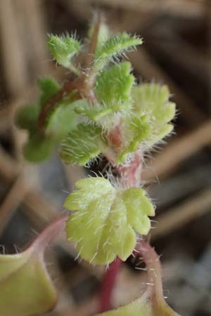 Veronica trichadena \ Dr&uuml;senhaariger Ehrenpreis / Pale Speedwell, Rhodos/Rhodes Akramitis 21.3.2023