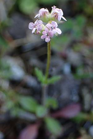 Valerianella vesicaria \ Blasen-Feld-Salat / Bladder Corn Salad, Rhodos/Rhodes Kolymbia 18.3.2023