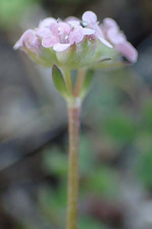 Valerianella vesicaria \ Blasen-Feld-Salat / Bladder Corn Salad, Rhodos/Rhodes Kolymbia 18.3.2023
