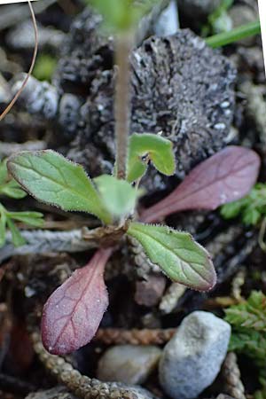 Valerianella vesicaria \ Blasen-Feld-Salat / Bladder Corn Salad, Rhodos/Rhodes Kolymbia 18.3.2023