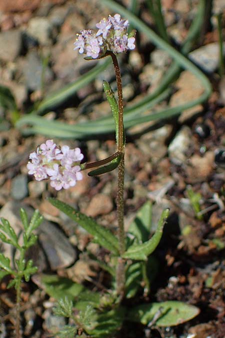 Valerianella vesicaria \ Blasen-Feld-Salat / Bladder Corn Salad, Rhodos/Rhodes Moni Artamiti 27.3.2023