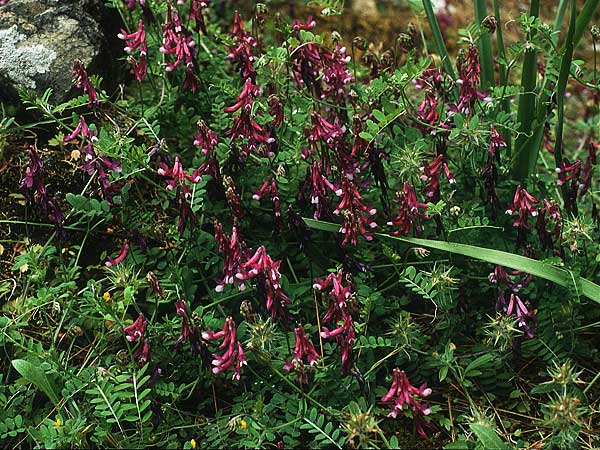 Vicia villosa subsp. varia \ Bunte Wicke, Kahle Sand-Wicke / Fodder Vetch, Rhodos Profitis Ilias 29.4.1987