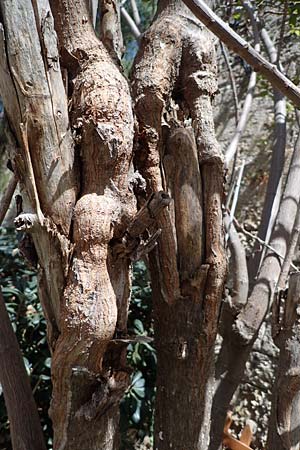 Euphorbia pulcherrima \ Weihnachtsstern / Painted Leaf, Common Poinsettia, Rhodos/Rhodes City 28.3.2023