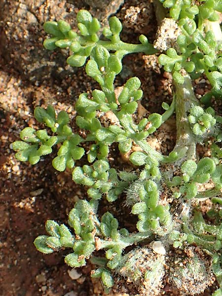 Frankenia hirsuta \ Rauhaarige Seeheide, Rhodos Kallithea Terme 4.4.2019