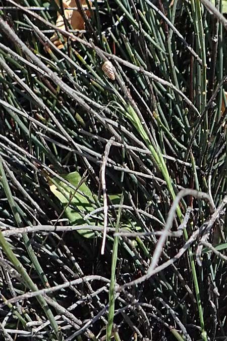 Ephedra foeminea \ Stinkendes Meertrubel, Krummstiel-Meertrubel / Leafless Joint Pine, Rhodos Agathi Beach 26.3.2023