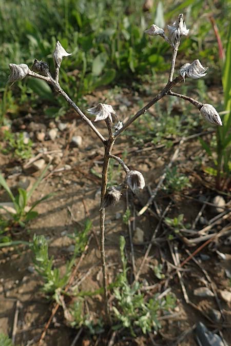 Unknown_plant spec2 ? \ Unbekannte Pflanze / Unknown Plant, Rhodos/Rhodes Lahania 3.4.2019