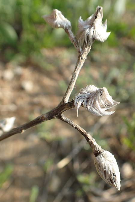 Unknown_plant spec2 ? \ Unbekannte Pflanze / Unknown Plant, Rhodos/Rhodes Lahania 3.4.2019