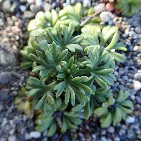 Nigella arvensis subsp. brevifolia \ Kurzbl&auml;ttriger Acker-Schwarzk�mmel / Short-Leaved Field Nigella, Rhodos/Rhodes Haraki 15.3.2023