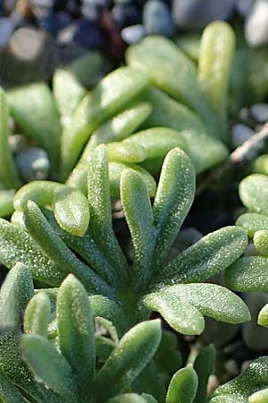 Nigella arvensis subsp. brevifolia \ Kurzbl&auml;ttriger Acker-Schwarzk�mmel / Short-Leaved Field Nigella, Rhodos/Rhodes Haraki 15.3.2023