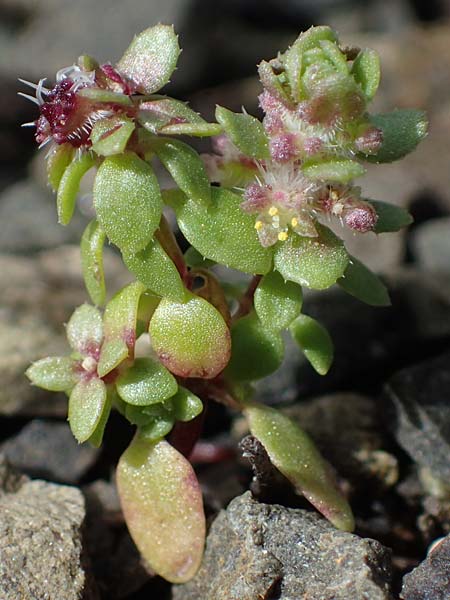 Valantia hispida \ Steifhaariges Schuttkraut / Hairy Valantia, Rhodos/Rhodes Moni Artamiti 16.3.2023