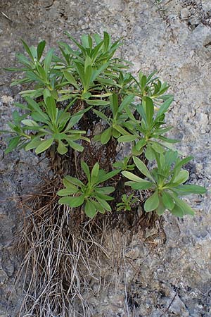 Lomelosia variifolia \ Verschiedenbl&auml;ttrige Skabiose / Varied-Leaf Scabious, Rhodos/Rhodes Skoutouljaris - Schlucht / Gorge 19.3.2023
