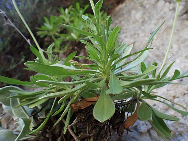 Lomelosia variifolia \ Verschiedenbl&auml;ttrige Skabiose / Varied-Leaf Scabious, Rhodos/Rhodes Skoutouljaris - Schlucht / Gorge 19.3.2023