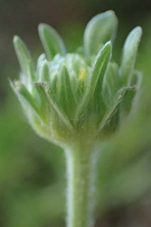 Lomelosia variifolia \ Verschiedenbl&auml;ttrige Skabiose / Varied-Leaf Scabious, Rhodos/Rhodes Skoutouljaris - Schlucht / Gorge 19.3.2023