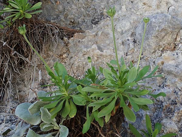 Lomelosia variifolia \ Verschiedenbl&auml;ttrige Skabiose / Varied-Leaf Scabious, Rhodos/Rhodes Skoutouljaris - Schlucht / Gorge 19.3.2023