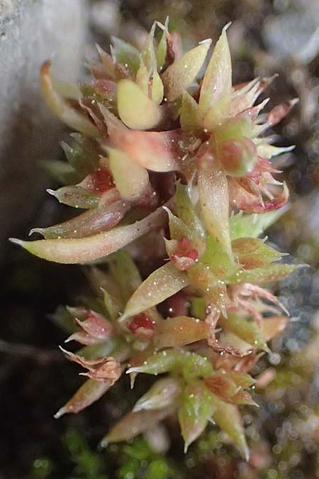 Crassula alata \ Gefl&uuml;geltes Dickblatt / Three-Parted Crassula, Rhodos/Rhodes Moni Kamiri 19.3.2023