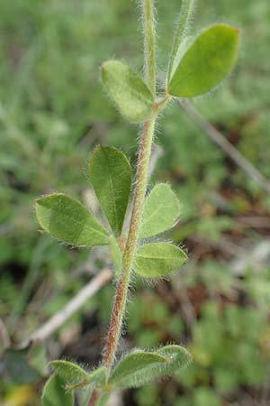 Lotus hirsutus \ Behaarter Backenklee / Canary Clover, Rhodos Laerma 3.4.2019