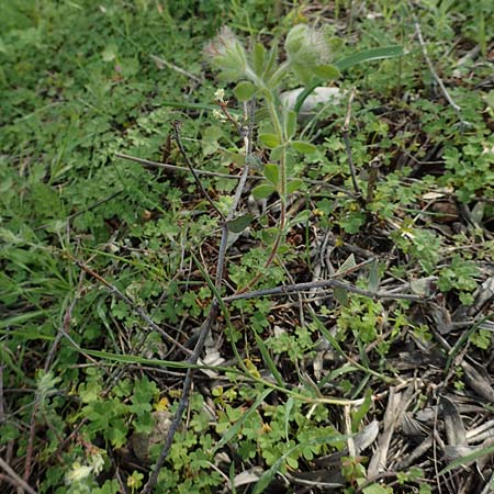 Lotus hirsutus \ Behaarter Backenklee / Canary Clover, Rhodos Laerma 3.4.2019