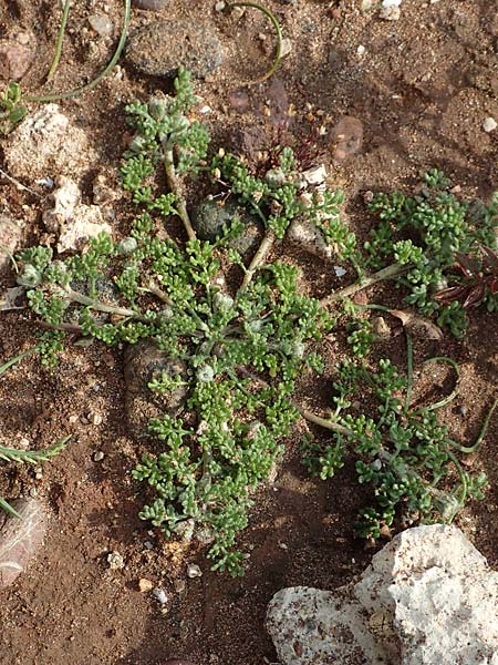 Frankenia hirsuta \ Rauhaarige Seeheide, Rhodos Kallithea Terme 4.4.2019