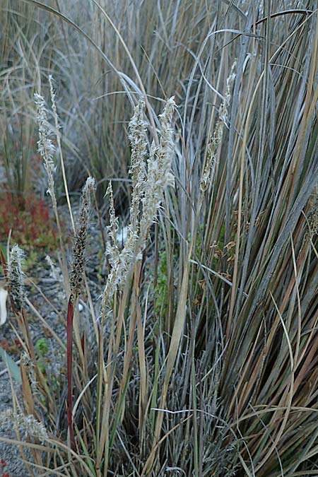 Imperata cylindrica \ Silberhaargras, Japanisches Blutgras / Cogon Grass, Alang-Alang, Rhodos/Rhodes Haraki 15.3.2023