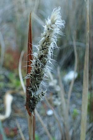 Imperata cylindrica \ Silberhaargras, Japanisches Blutgras / Cogon Grass, Alang-Alang, Rhodos/Rhodes Haraki 15.3.2023