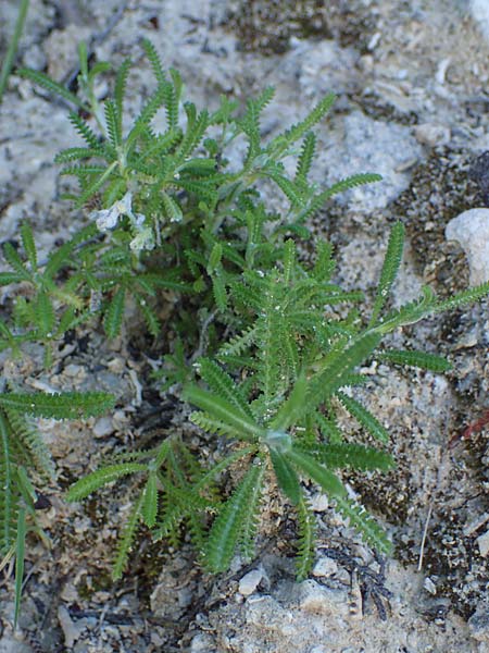 Achillea cretica \ Kretische Schafgarbe / Camomile-Leaved Lavender-Cotton, Rhodos Lindos 20.3.2023
