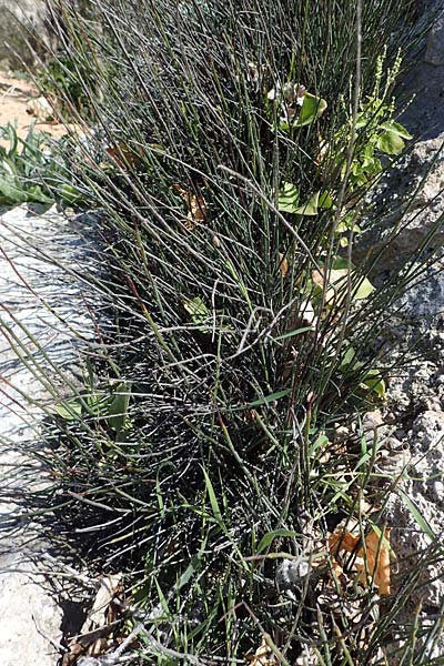 Ephedra foeminea \ Stinkendes Meertrubel, Krummstiel-Meertrubel / Leafless Joint Pine, Rhodos Agathi Beach 26.3.2023