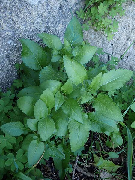 Prasium majus \ Groer Klippenziest / Great Hedge Nettle, Rhodos Mount Smith 18.3.2023