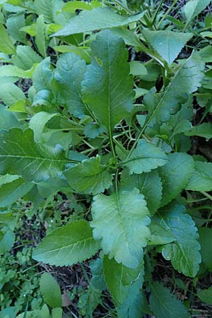 Prasium majus \ Groer Klippenziest / Great Hedge Nettle, Rhodos Mount Smith 18.3.2023