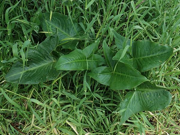 Zantedeschia aethiopica \ Gew&ouml;hnliche Calla, Zimmer-Calla / Calla Lily, Arum Lily, Rhodos/Rhodes Philerimos 29.3.2019
