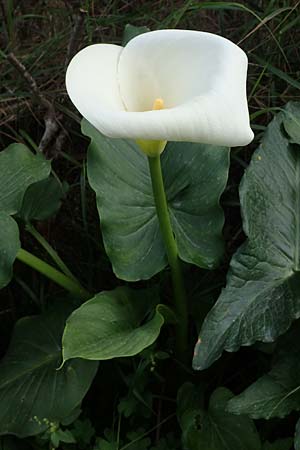 Zantedeschia aethiopica \ Gew&ouml;hnliche Calla, Zimmer-Calla / Calla Lily, Arum Lily, Rhodos/Rhodes Koskinou 22.3.2023