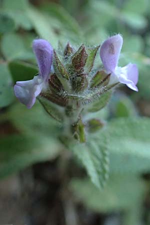 Salvia viridis, Buntschopf-Salbei