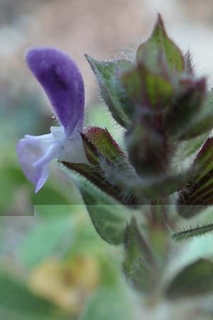 Salvia viridis \ Buntschopf-Salbei / Annual Clary, Rhodos Asklipio 24.3.2019