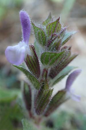Salvia viridis \ Buntschopf-Salbei / Annual Clary, Rhodos Asklipio 24.3.2019