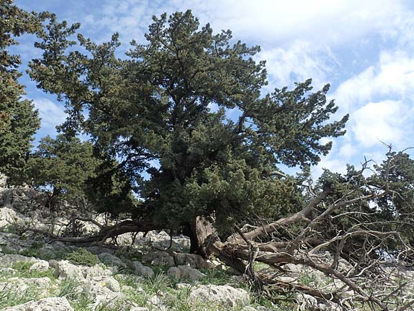 Cupressus sempervirens var. horizontalis \ Mittelmeer-Zypresse / Mediterranean Cypress, Rhodos/Rhodes Tsambika 30.3.2019