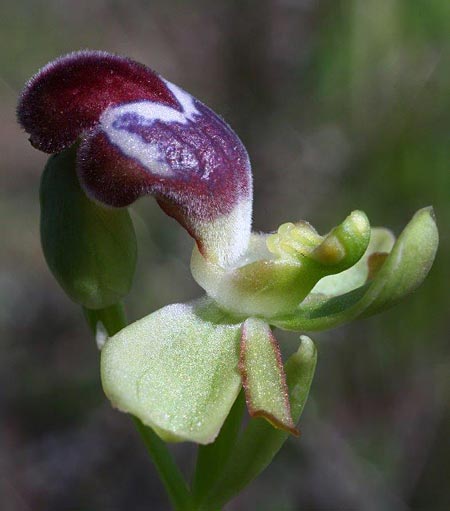 Ophrys apollonae \ Apollona-Ragwurz / Apollona Orchid, Rhodos,  Apollona 7.3.2011 (Photo: Helmut Presser)