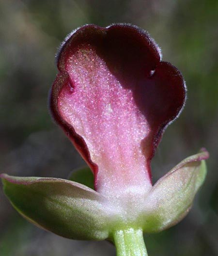 Ophrys apollonae \ Apollona-Ragwurz / Apollona Orchid, Rhodos,  Apollona 7.3.2011 (Photo: Helmut Presser)