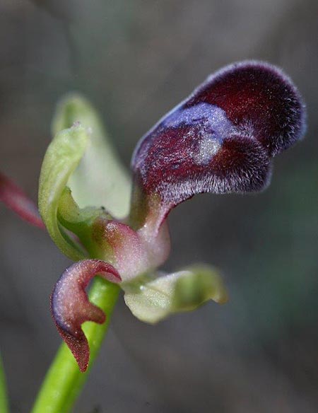 Ophrys apollonae \ Apollona-Ragwurz / Apollona Orchid, Rhodos,  Apollona 7.3.2011 (Photo: Helmut Presser)