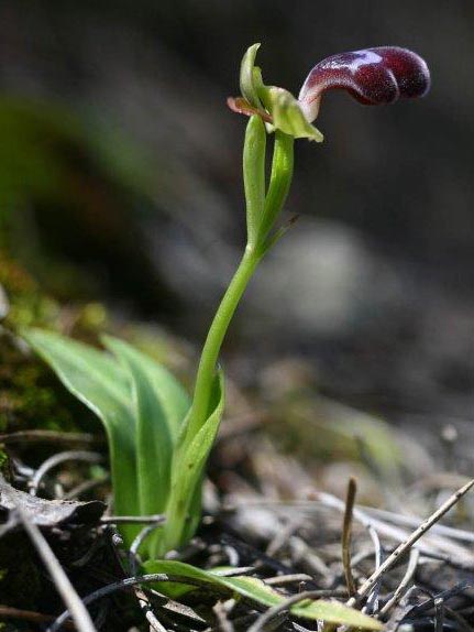 Ophrys apollonae \ Apollona-Ragwurz / Apollona Orchid, Rhodos,  Apollona 7.3.2011 (Photo: Helmut Presser)