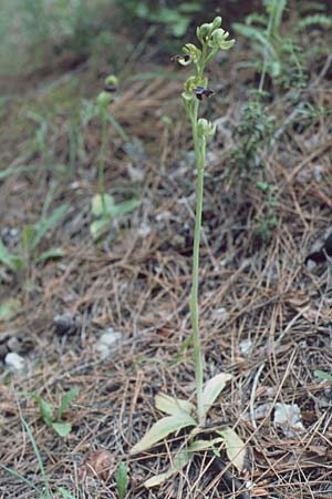 Ophrys attaviria / Attavyros Ophrys, Rhodos,  Profitis Ilias 29.4.1987 